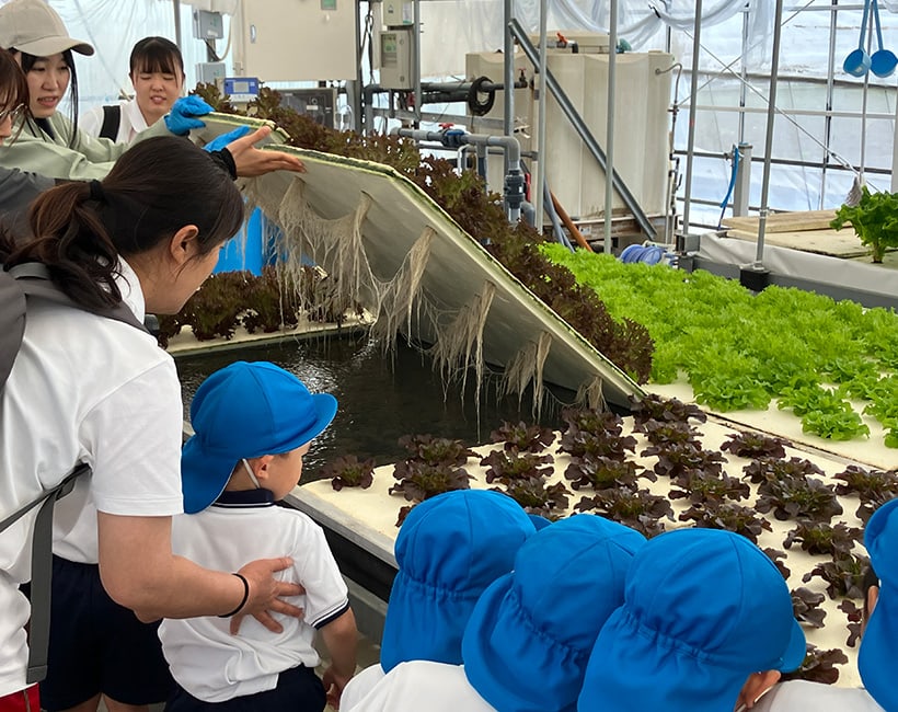 水耕栽培でできた野菜の収穫体験